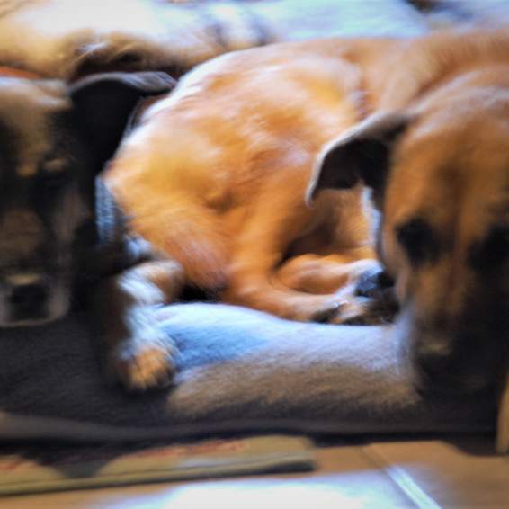 Hundehilfe Als Pflegestelle für einen Tierschutzverein, pflegen und