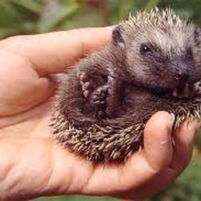 Herz Fur Igel Ein Herz Fur Igel