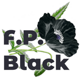 F.P. Black