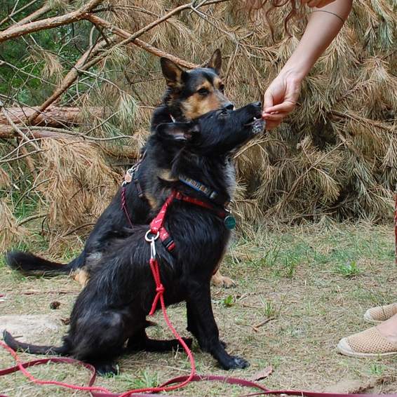 Hundehilfe Als Pflegestelle für einen Tierschutzverein, pflegen und